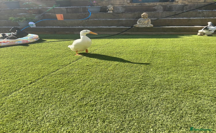 Ducks poultry - Advert 4