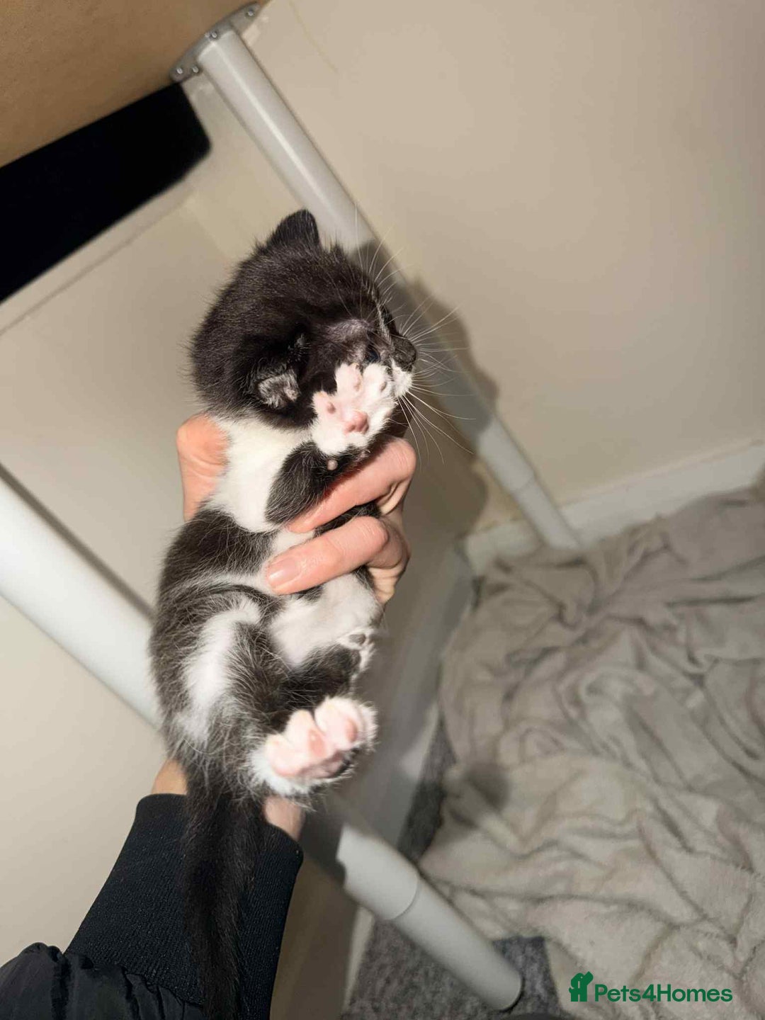 Mixed Breed cats for sale: 4 Stunning kittens  - Advert 8