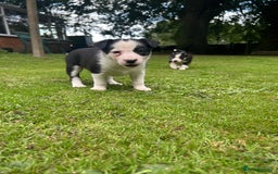 Border Collie dogs for sale: Gorgeous Border Collie Puppies  - Image 24