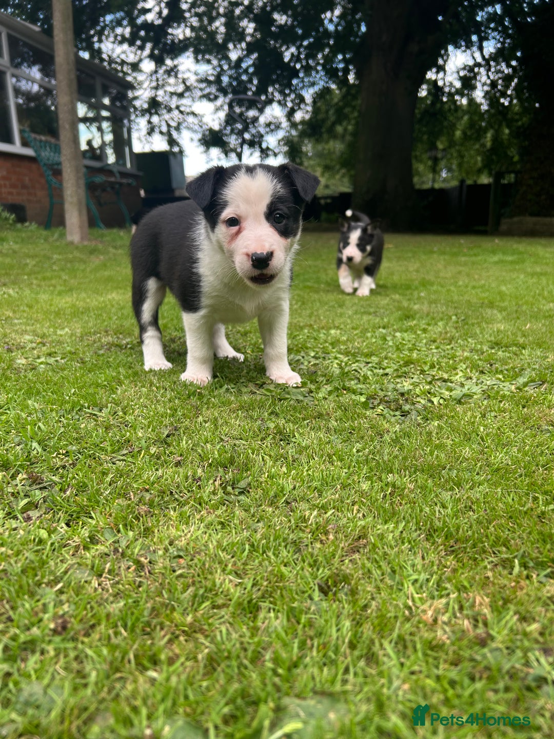 Border Collie dogs for sale: Gorgeous Border Collie Puppies  - Image 24