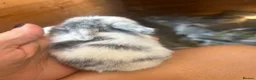 Mini Lop rabbits for sale: Stunning mini lop babies - fabulous temperaments  - Advert 8