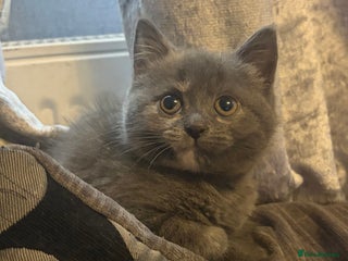 British Shorthair cats - Advert 3