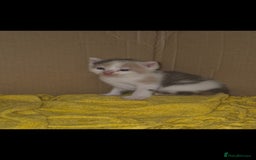 Mixed Breed cats for sale: Kittens for sale - Image 5