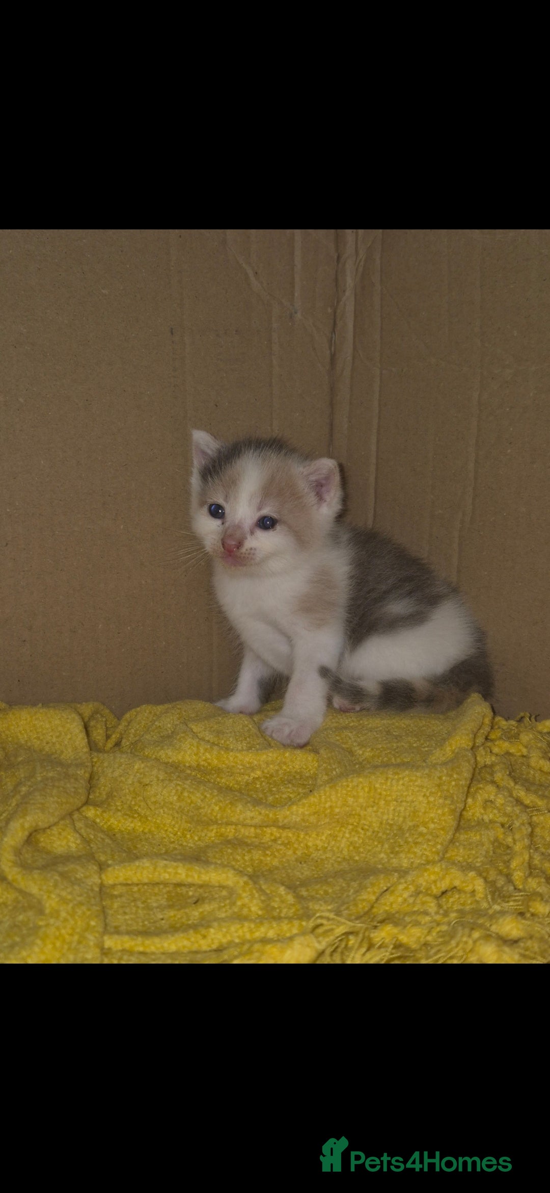 Mixed Breed cats for sale: Kittens for sale - Image 5