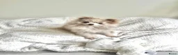 Chihuahua dogs for sale: Tiny lilac merle female chihuahua/ Pomeranian  - Advert 11