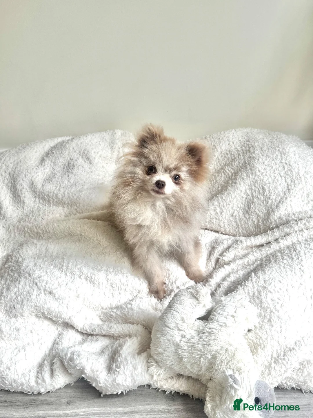 Chihuahua dogs for sale: Tiny lilac merle female chihuahua/ Pomeranian  - Advert 11