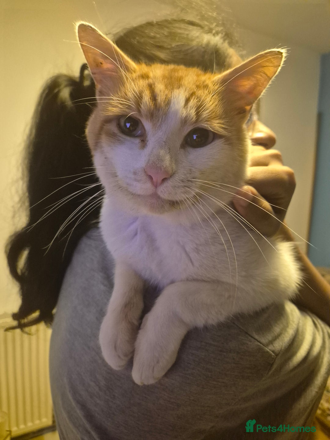 British Longhair cats for sale: Beautiful ginger and white male - Advert 3