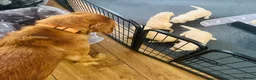 Golden Retriever dogs for sale: KC Registered Golden Retriever Puppies Parents HC - Advert 11