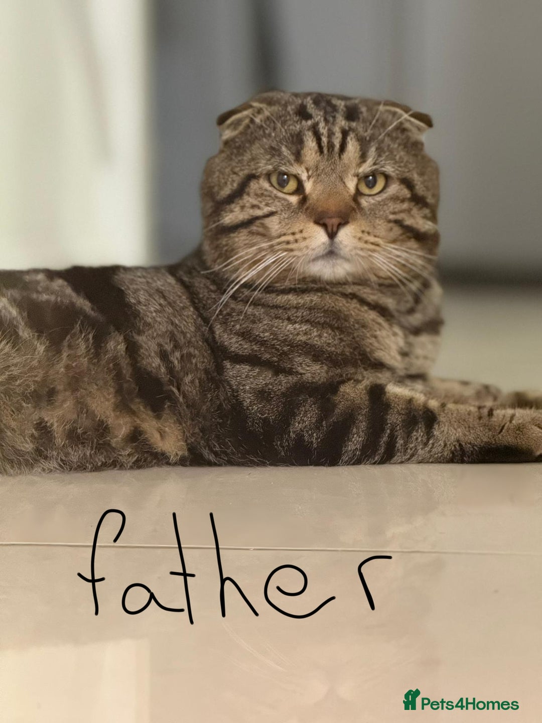 Scottish Fold cats for sale: Scottish fold girl - Advert 3