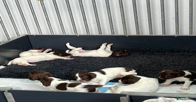 English Springer Spaniel dogs - Advert 5