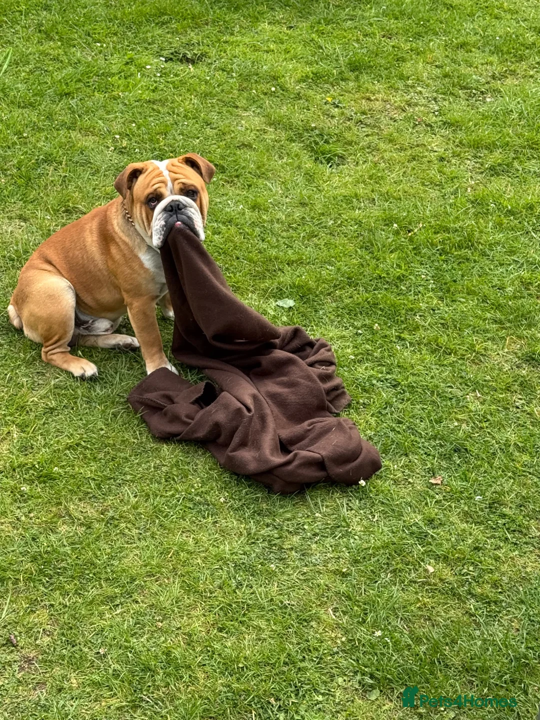 English Bulldog dogs for stud: Stud Dog  - Advert 7