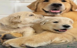 Golden Retriever dogs for sale: Sweet golden retriever puppies  - Image 2