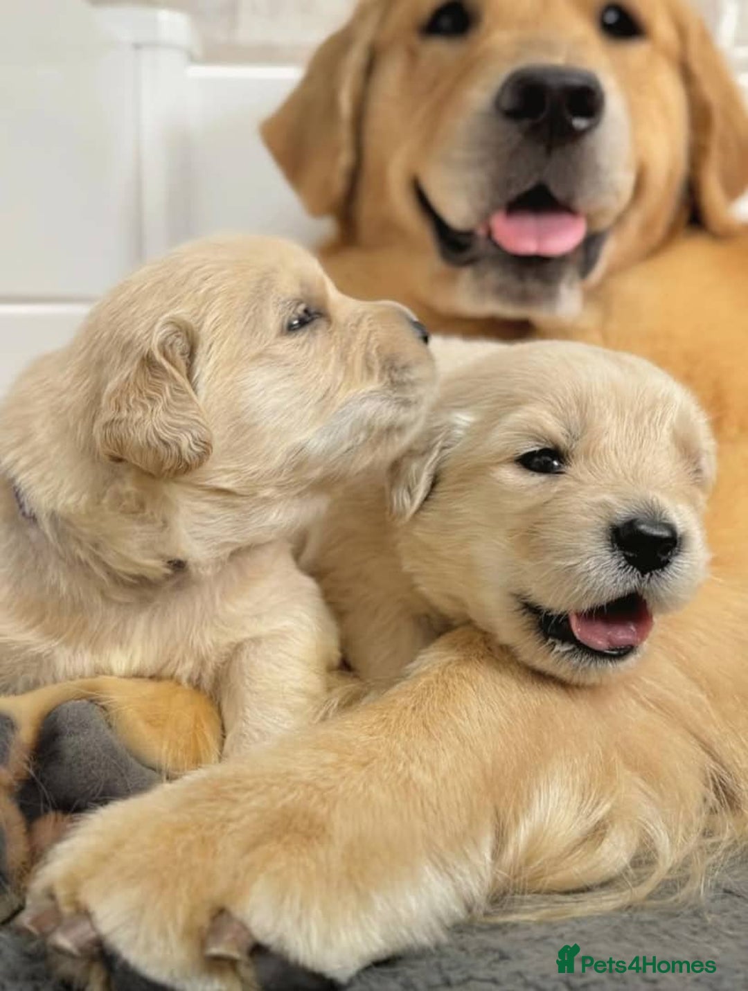 Golden Retriever dogs for sale: Sweet golden retriever puppies  - Image 2