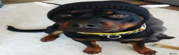 Rottweiler dogs for sale: 2 year old Rottweiler male, Rambo - Advert 7