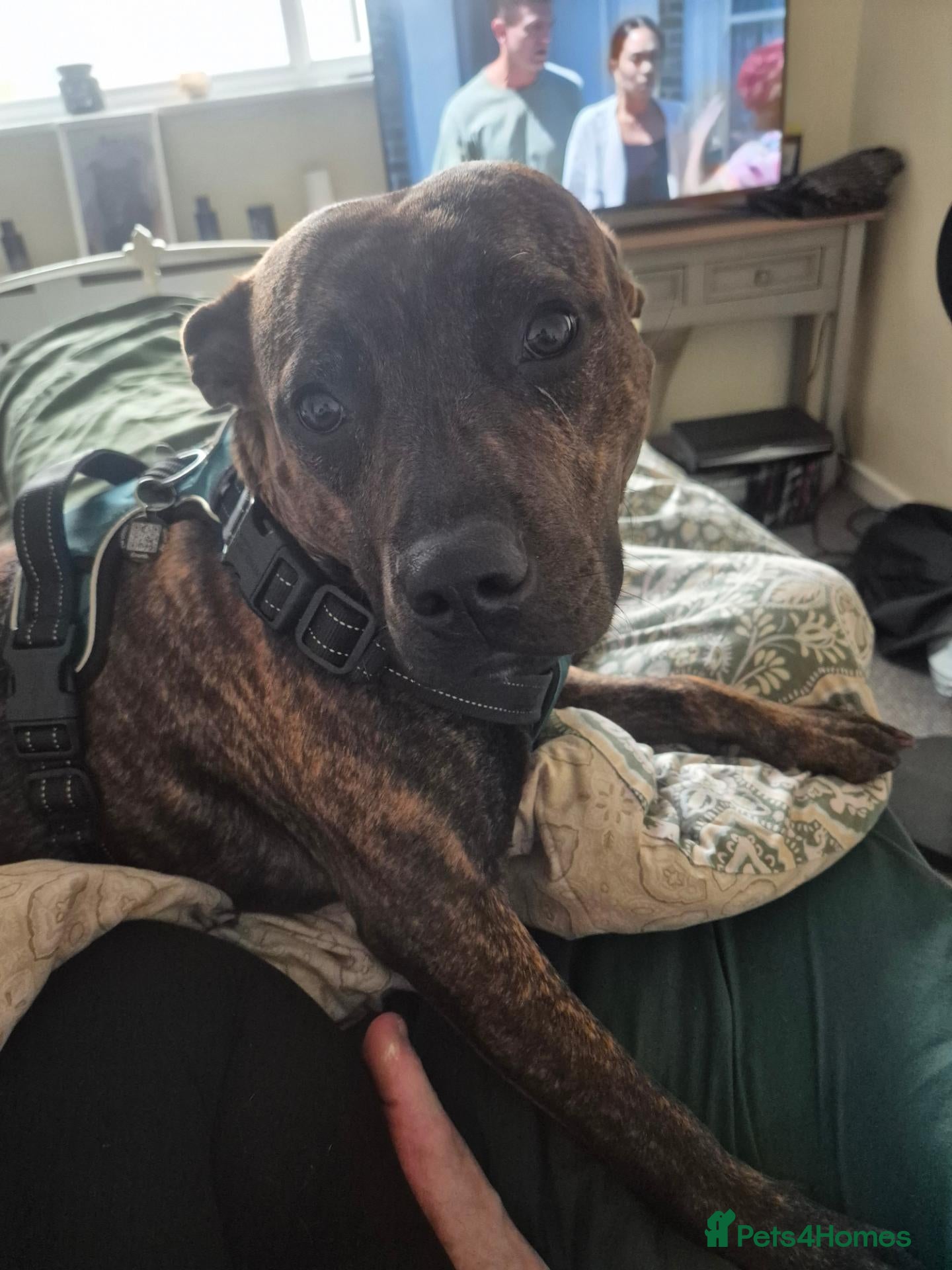 Mixed Breed dogs Beautiful girl - Advert 1