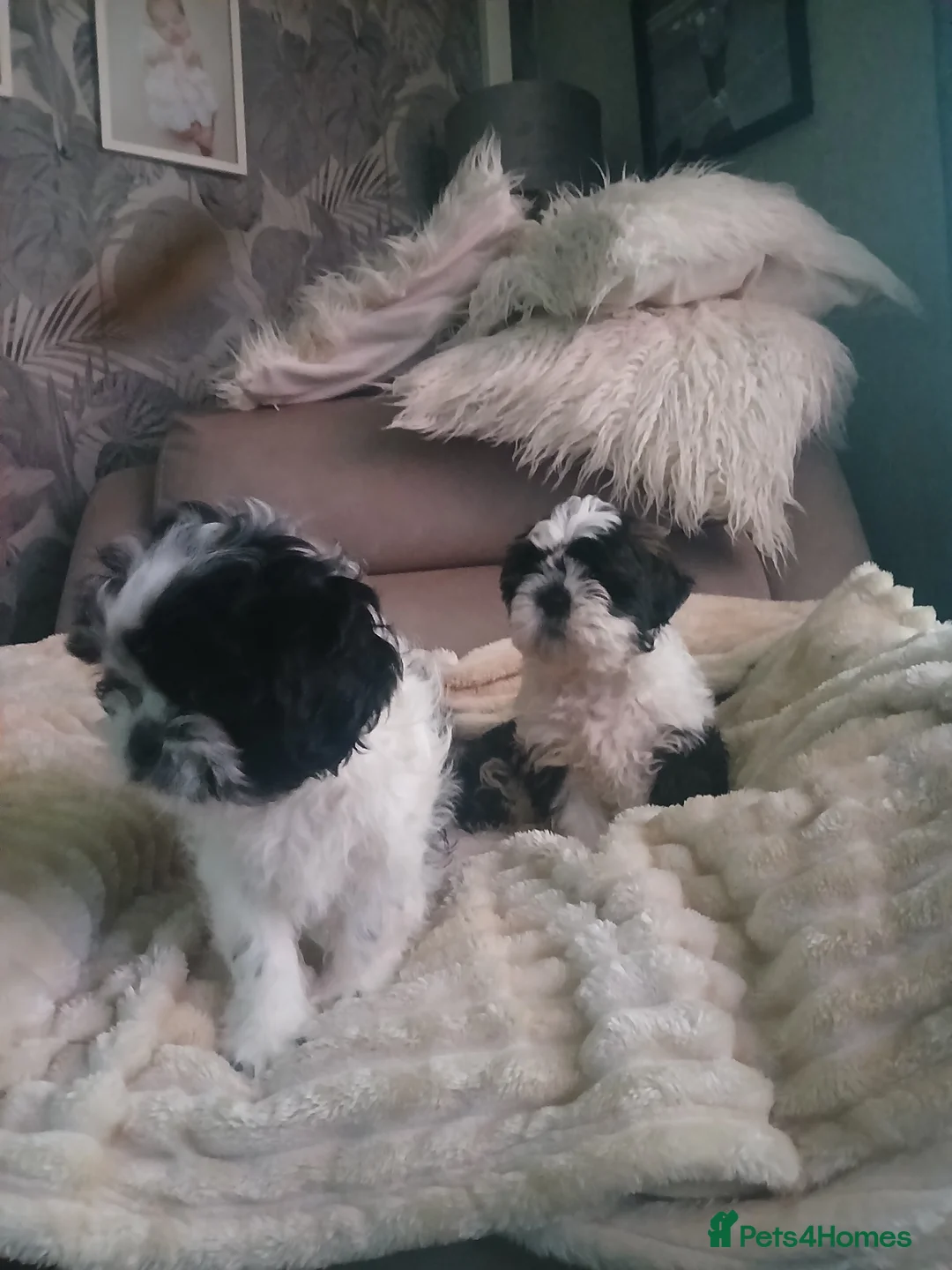 Shih Tzu dogs for sale: 2 beautuful shih  tzu boy puppys - Advert 8