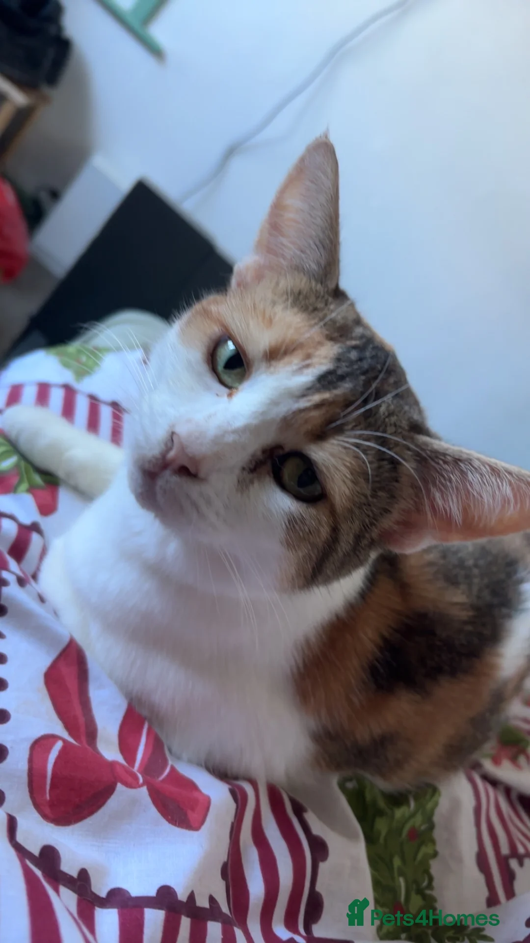 Mixed Breed cats for sale: 2 year old callico female  - Advert 8