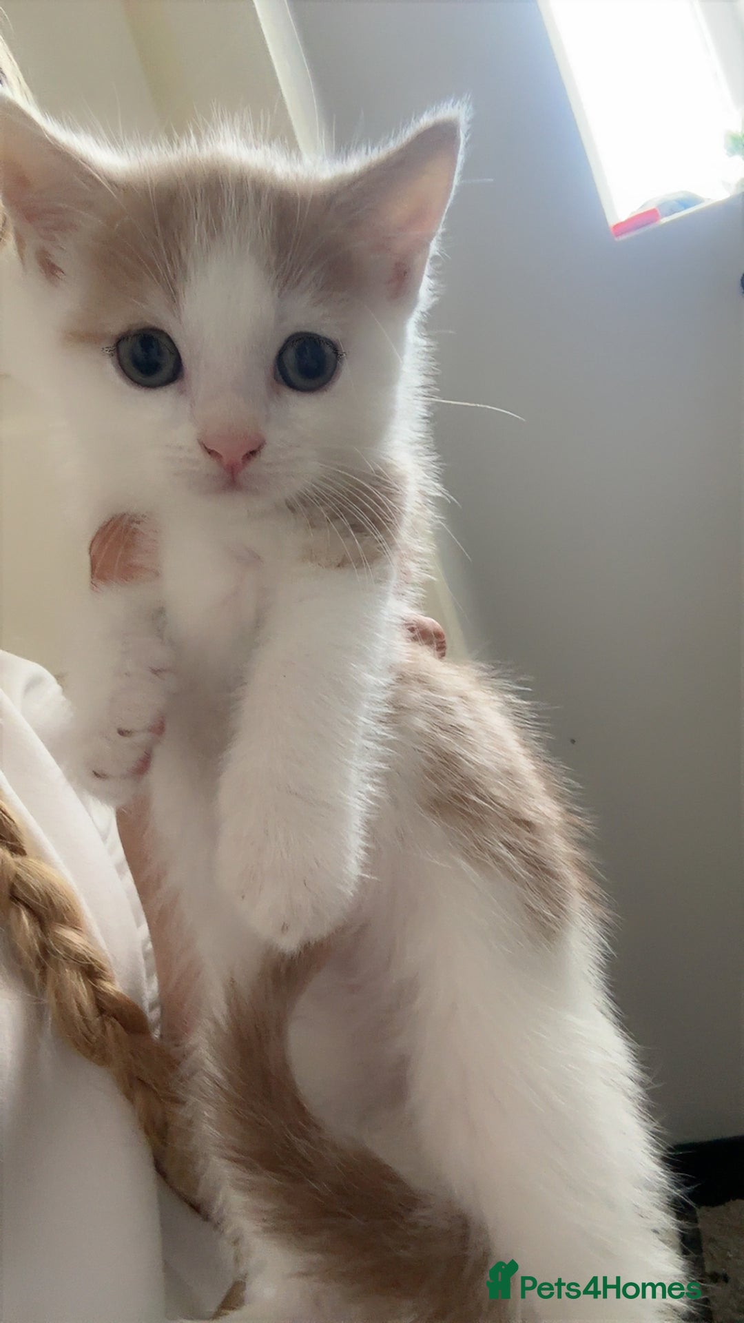 Domestic Shorthair cats for sale: Five beautiful blue eyed domestic kittens - Image 2
