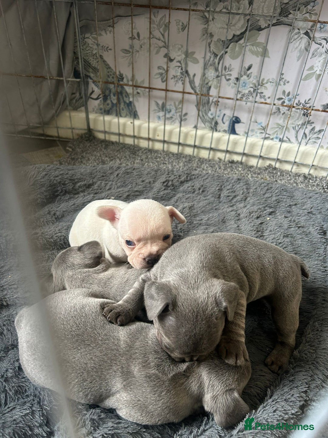 French Bulldog dogs for sale: REDUCED French Bull Dog Pups  - Image 8
