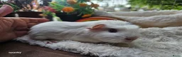 Guinea Pig rodents for sale: Baby boy guineapigs.  - Advert 3