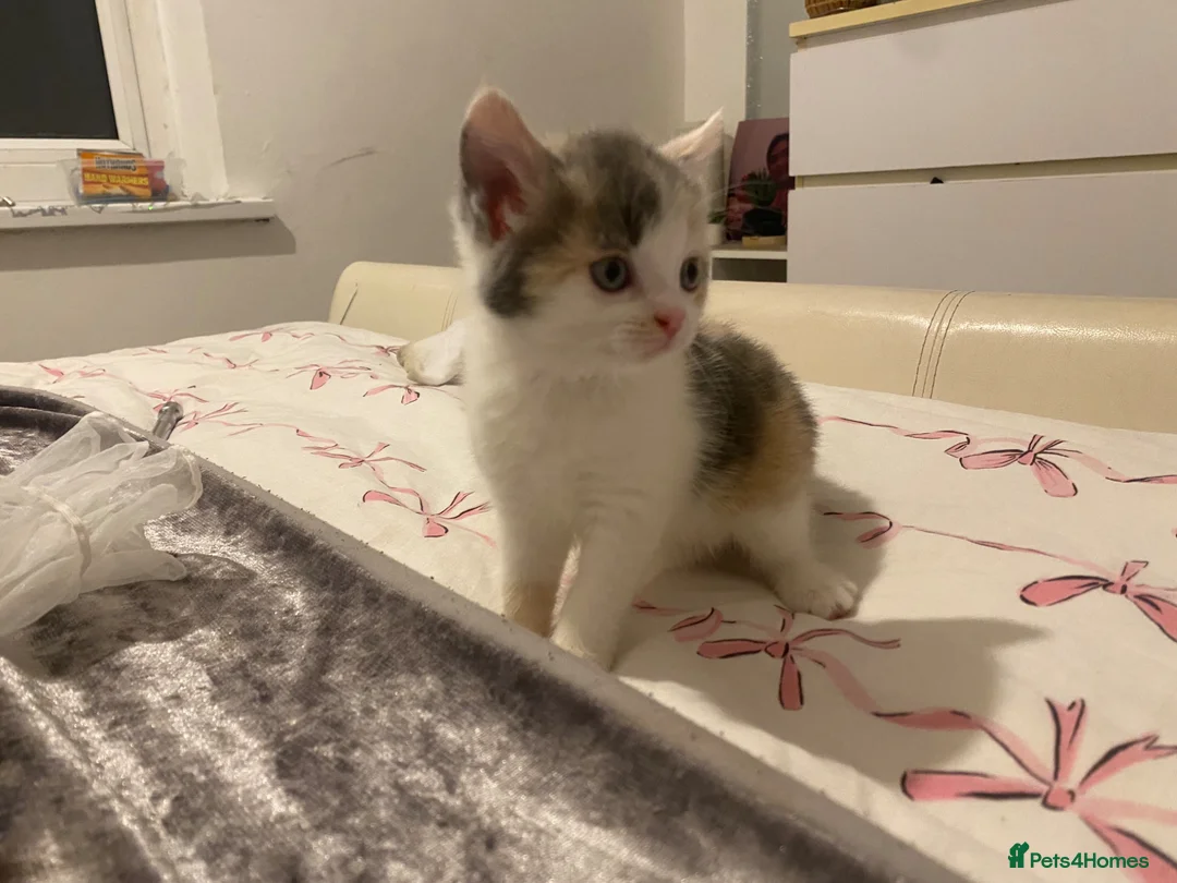 Snowshoe cats for sale: ❄️ RARE PUREBRED SNOWSHOE KITTENS FOR SALE ❄️ - Advert 1