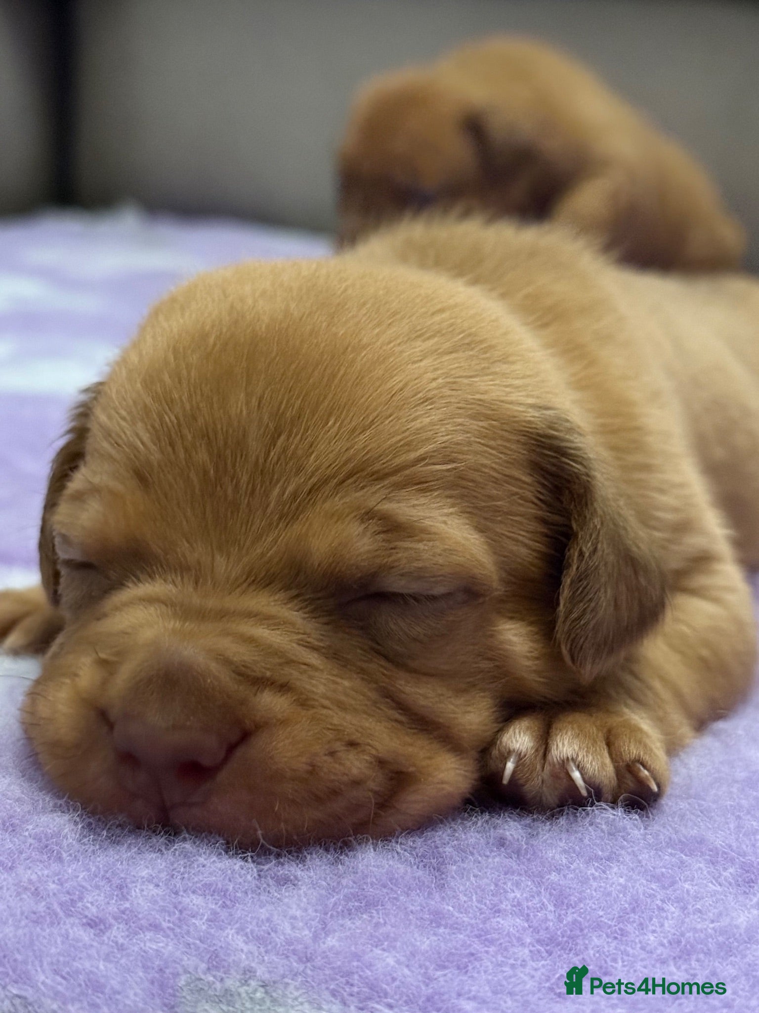Dogue De Bordeaux dogs Dogue de bordeux puppies  - Advert 13