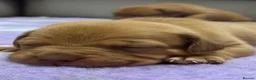 Dogue De Bordeaux dogs for sale: Dogue de bordeux puppies  - Advert 11