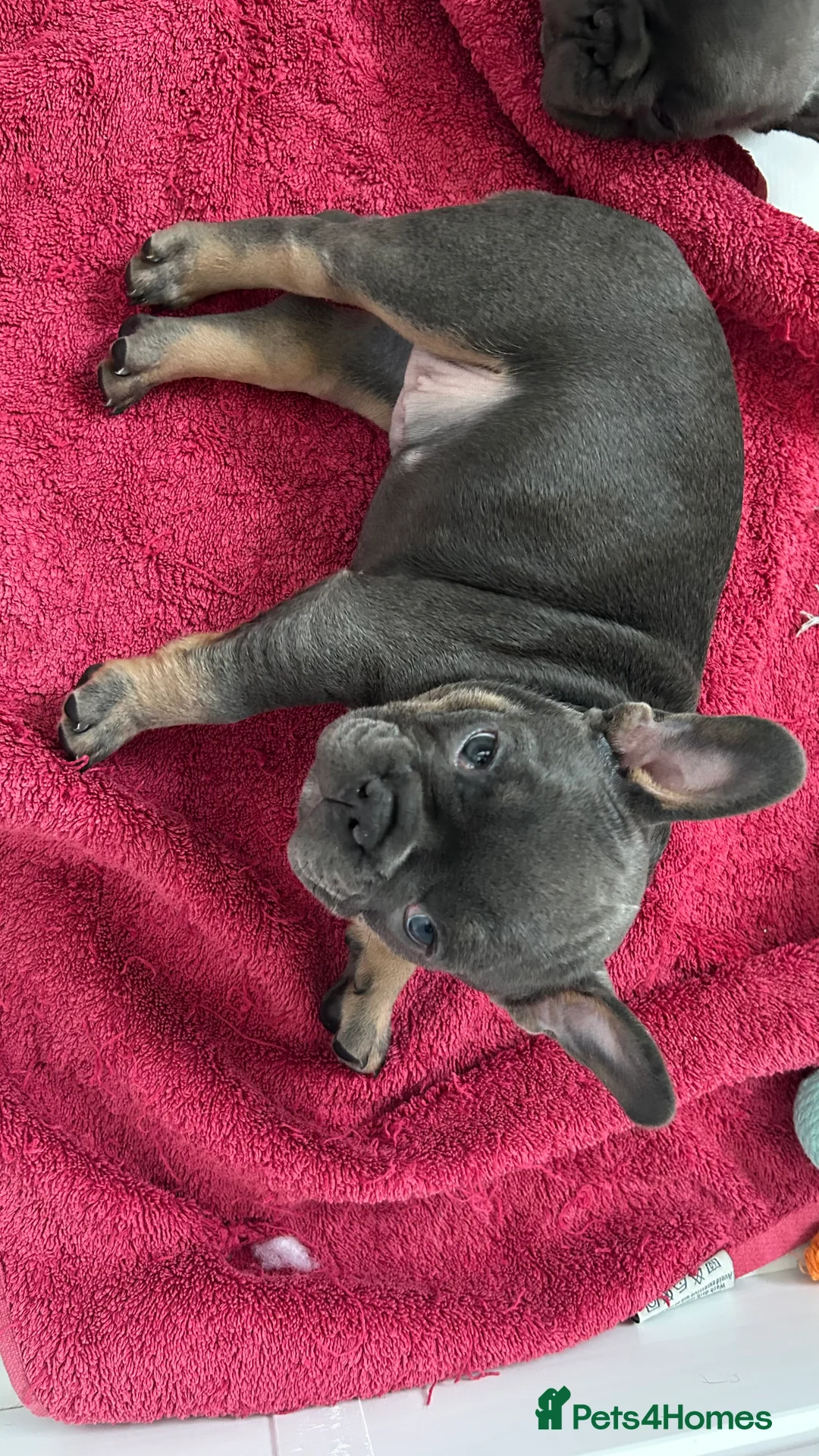 French Bulldog dogs for sale: Playful snuggly Puppies  - Advert 14