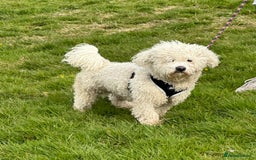 Bichon Frise dogs for sale: Pure Bred Bichon Frise Pups *REDUCED*  2 boys left - Image 11