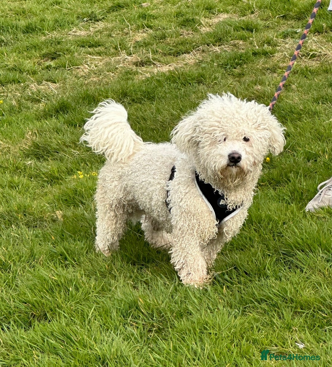 Bichon Frise dogs for sale: Pure Bred Bichon Frise Pups *REDUCED*  2 boys left - Image 11