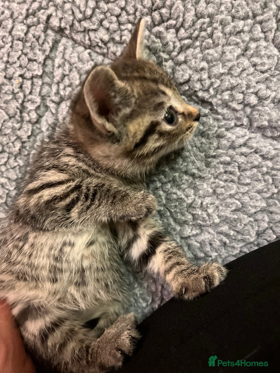 Mixed Breed cats for sale: Adorable mixed breed kittens  - Advert 15