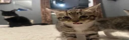 Mixed Breed cats for sale: 2 tabby kittens 🐱  - Advert 17