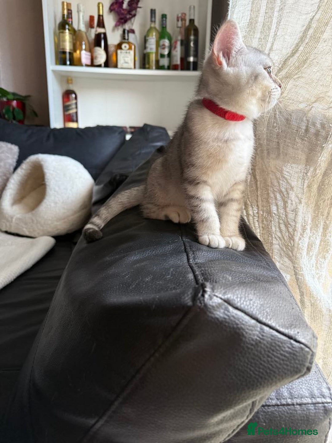 British Shorthair cats for sale: Pure British shorthair kittens for sale  - Image 10
