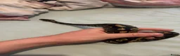 Python Snake reptiles for sale: Ball python and 4x2x2 viv - Advert 5