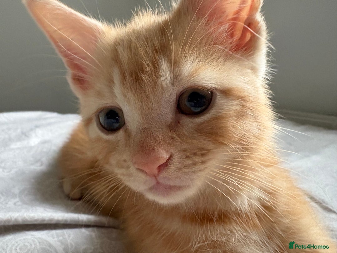 Mixed Breed cats for sale: Zuuko - Image 4