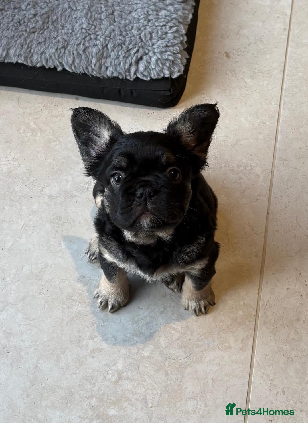 French Bulldog dogs for sale: Fluffy French Bulldog Puppy x 2 - Advert 9
