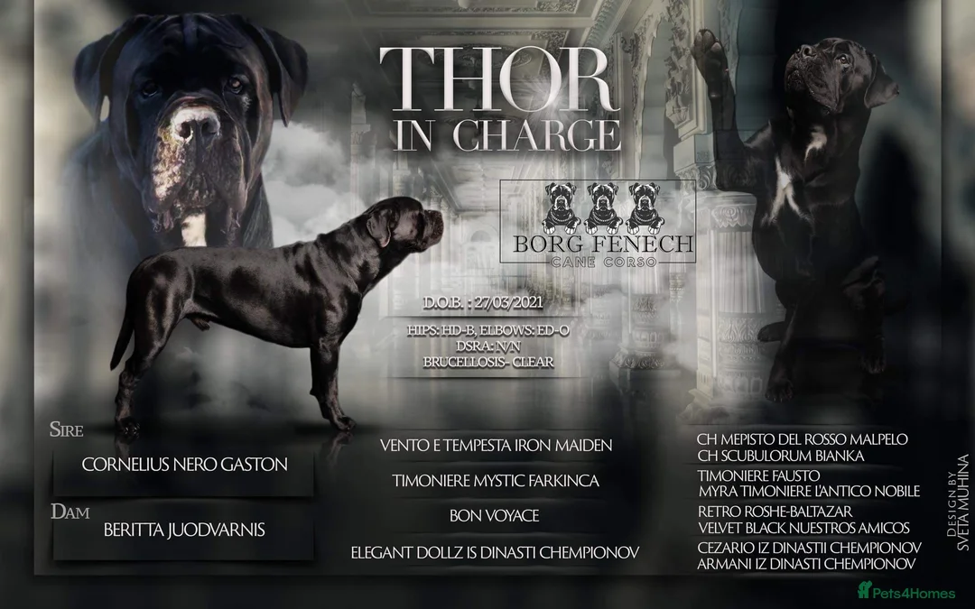Cane Corso dogs for stud: Thor health tested proven Cane Corso for stud !!! in Cleethorpes - Advert 5