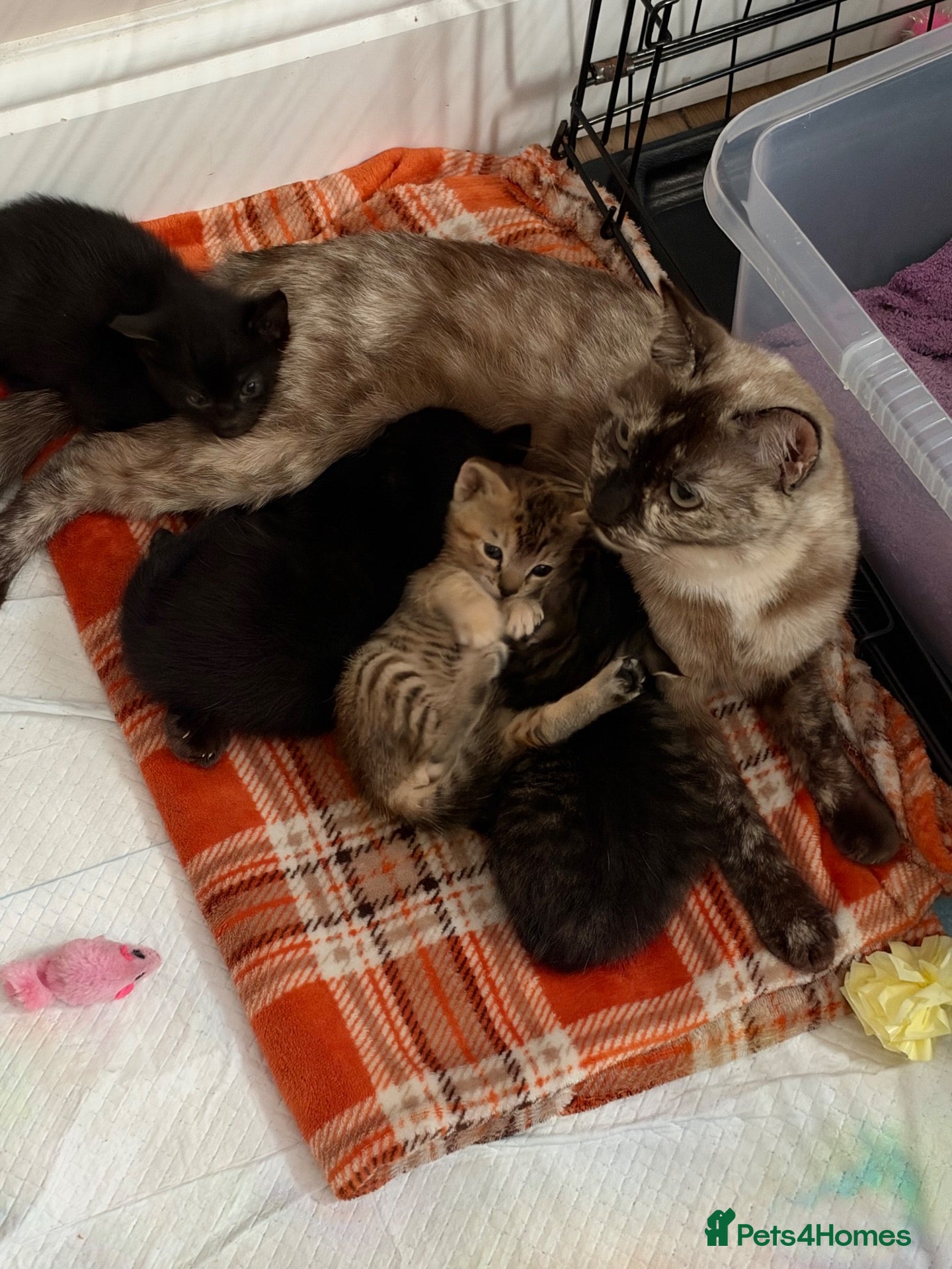 Mixed Breed cats Tonkdoll/bengal kittens - Advert 12