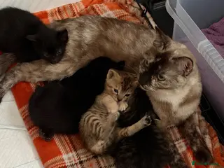 Mixed Breed cats Tonkdoll/bengal kittens 3 Girls 1 boy - Advert 17