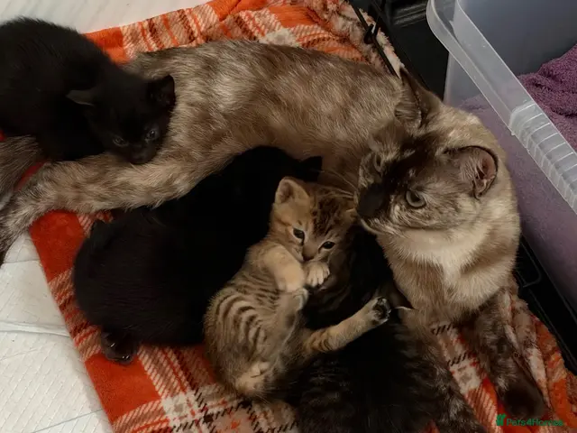 Mixed Breed cats Tonkdoll/bengal kittens 3 Girls 1 boy - Advert 6