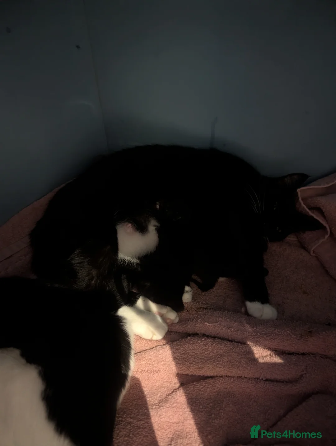 Domestic Shorthair cats for sale: Five kitten, 2 black, 3 tuxedo. Sexes not known - Advert 3