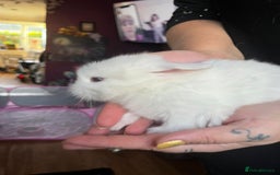 Lionhead rabbits for sale: 4 baby Lionhead rabbits - Advert 26