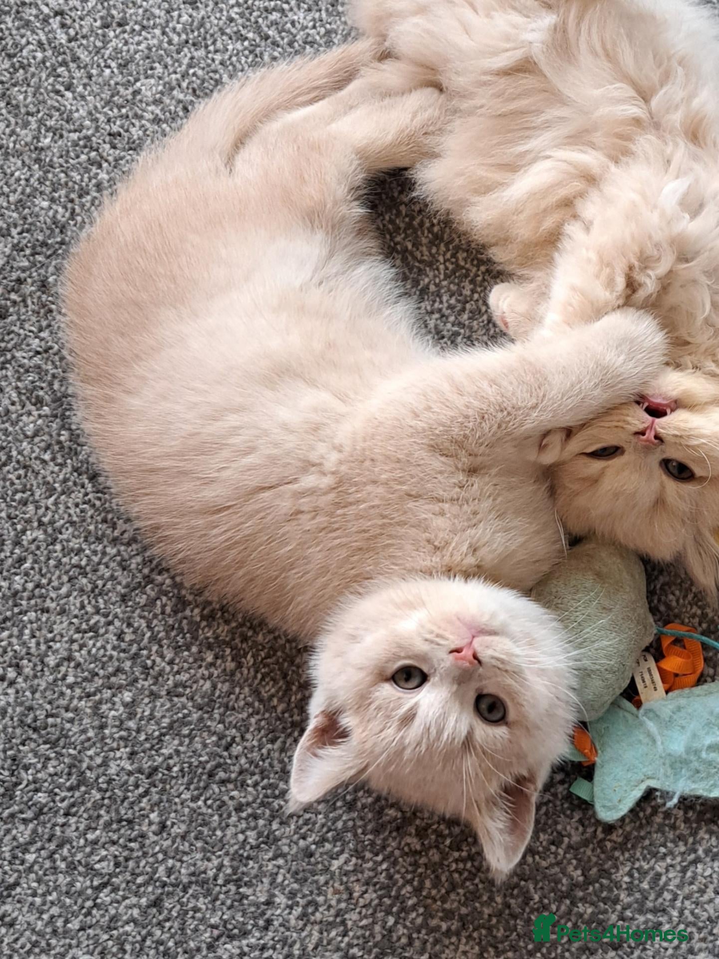 British Shorthair cats Sale. Gorgeous purebreed BSH kittens - Advert 1