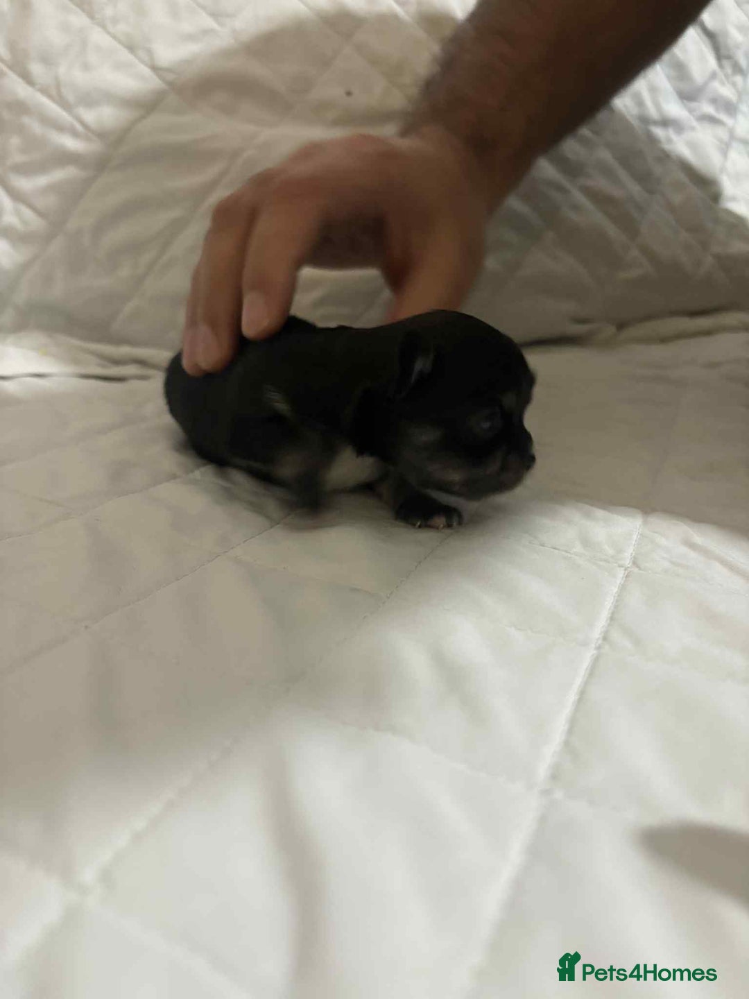 Chihuahua dogs for sale: Very rare long chihuahua for sale  - Advert 12