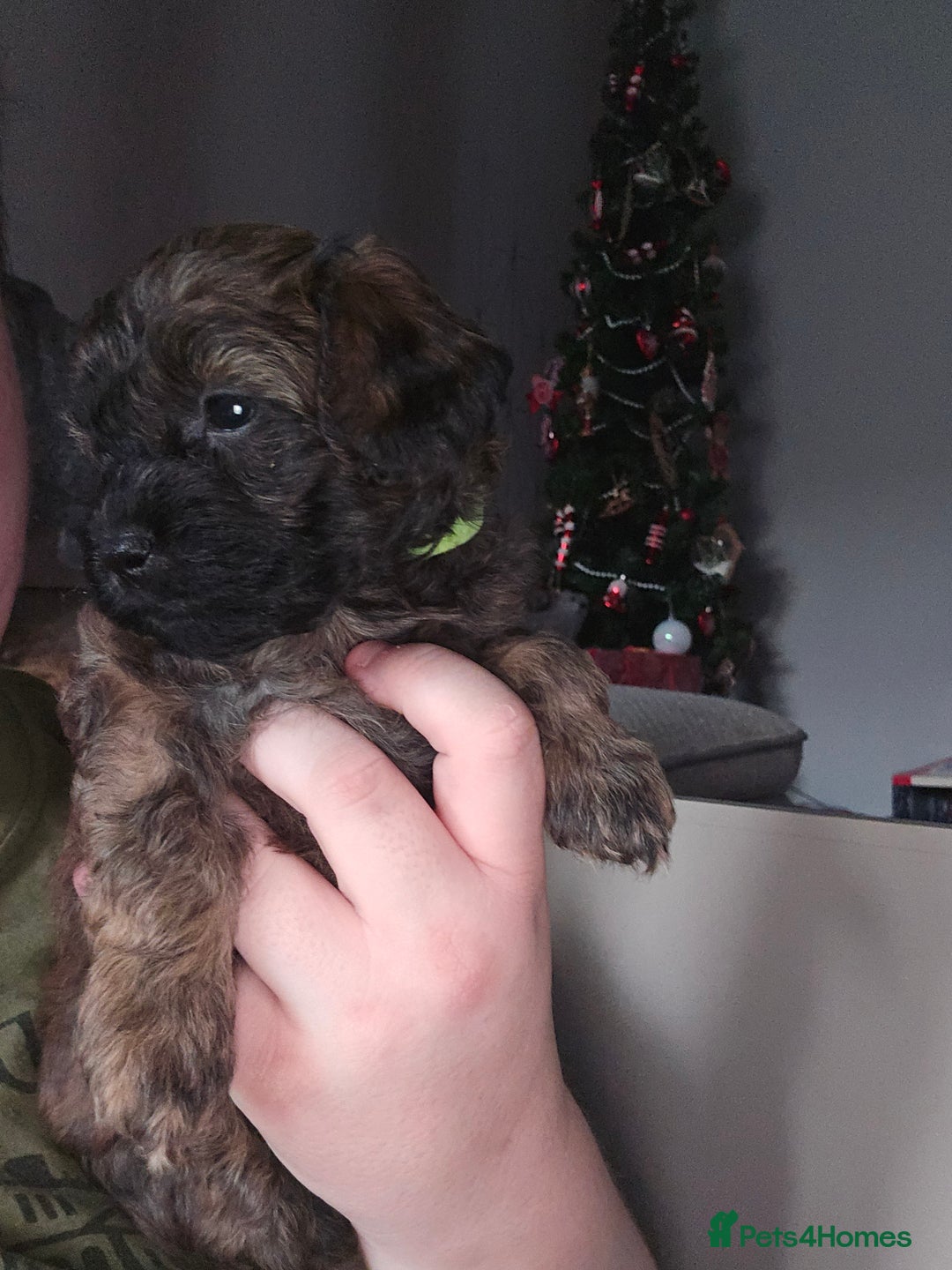 Shihpoo dogs for sale: 🐾REDUCED 2 Boys £800 - Shihpoo Puppies🐾 - Advert 29