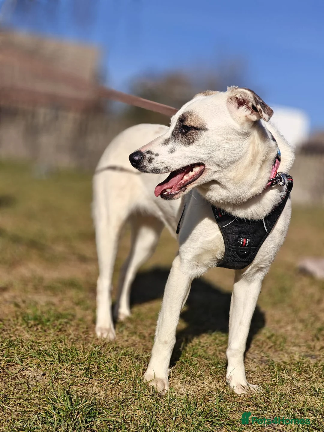 Mixed Breed dogs for adoption: ❤️PLIAMKA❤️ all the best you can find in young dog - Advert 2