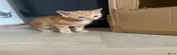 Domestic Shorthair cats for sale: Ginger Domestic Kitten  - Advert 4