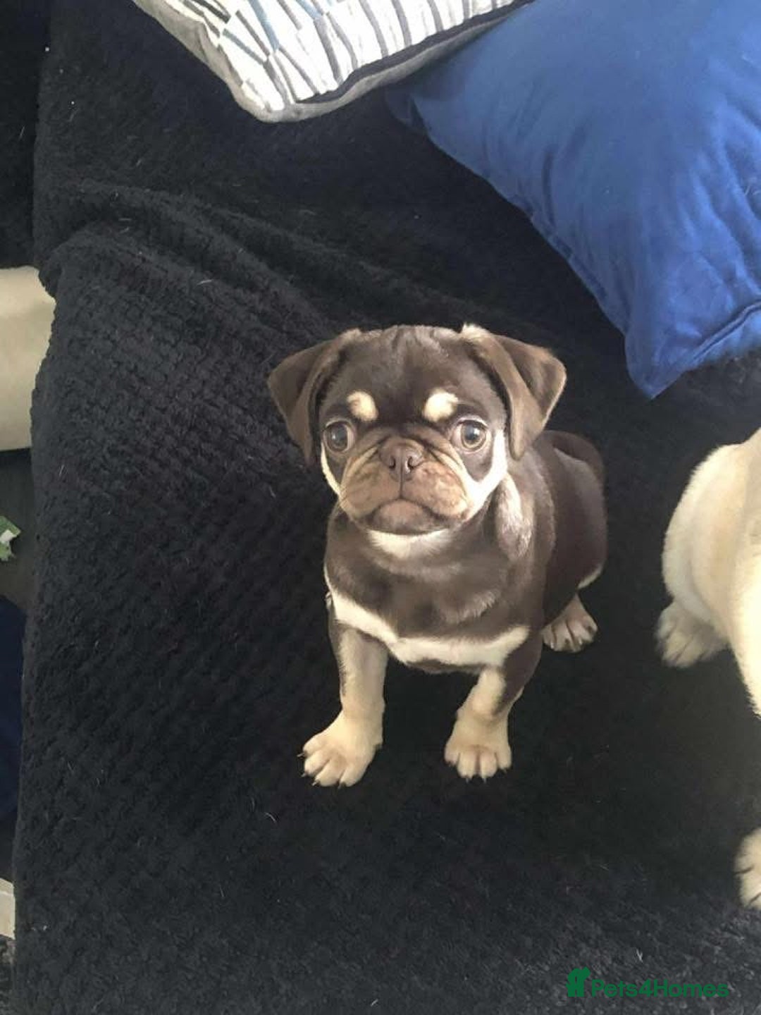Pug dogs for sale: Harley - Advert 2