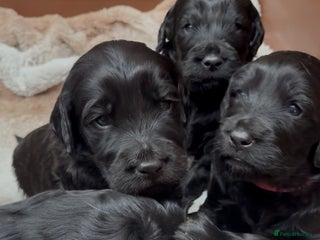 Goldendoodle dogs Health tested F1 Goldendoodle puppies - Advert 3