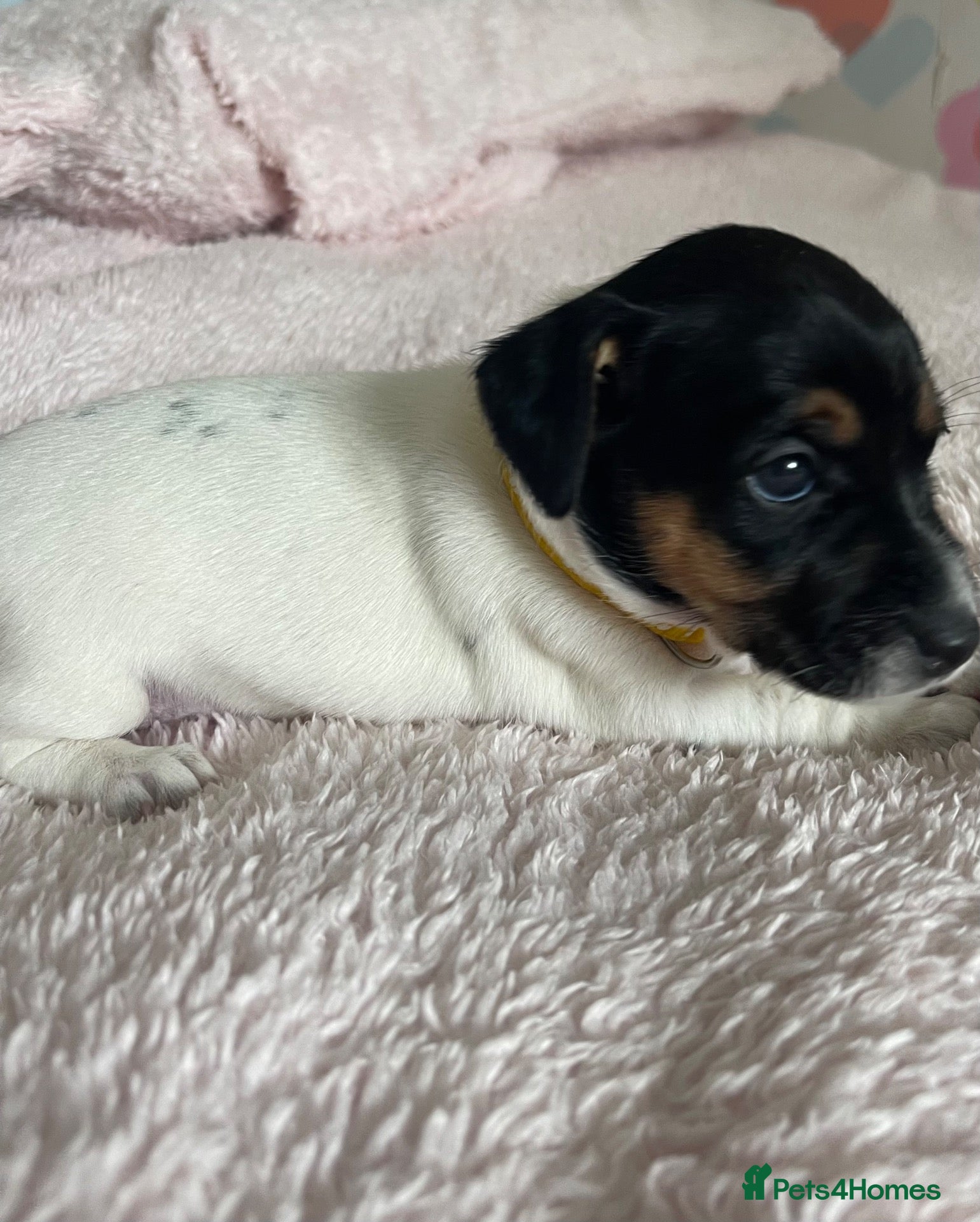 Jack Russell dogs Stunning Jack Russell Puppies  - Advert 2